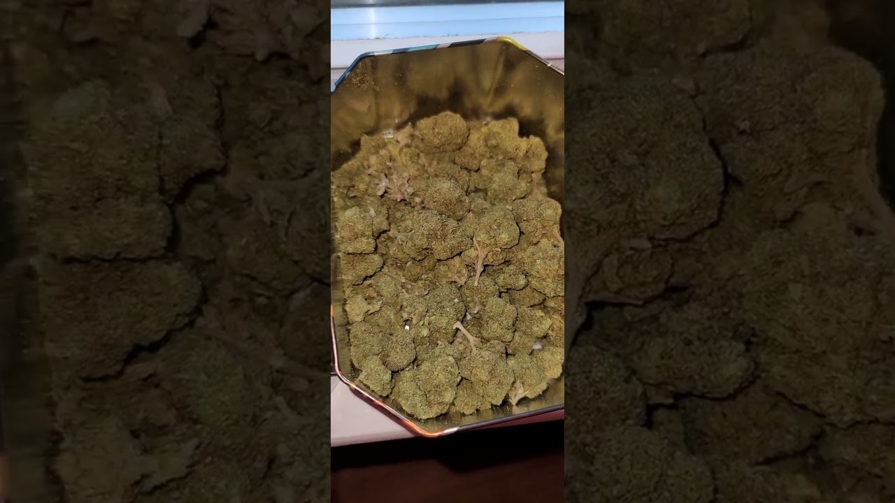 First ever legal harvest!! my own strain of weed!!