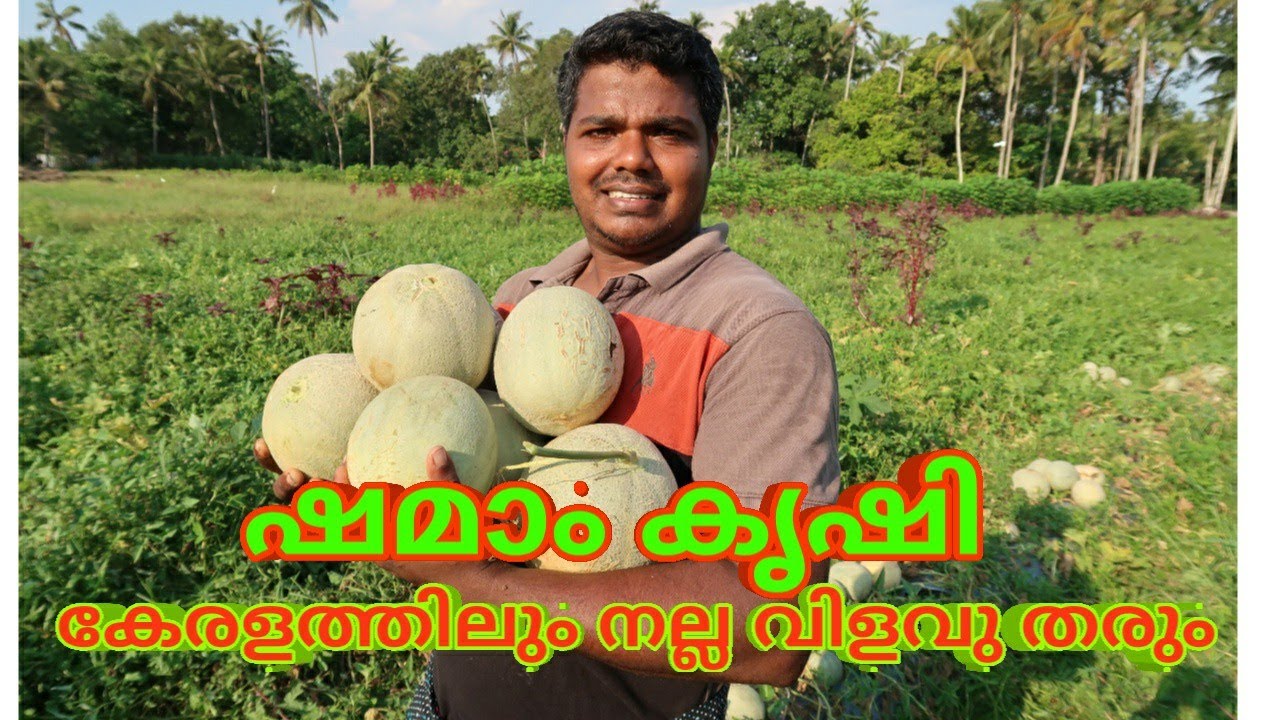 ഷമാം കൃഷി(muskmelon cultivation)കേരളത്തിലും നല്ല വിളവ് നൽകും