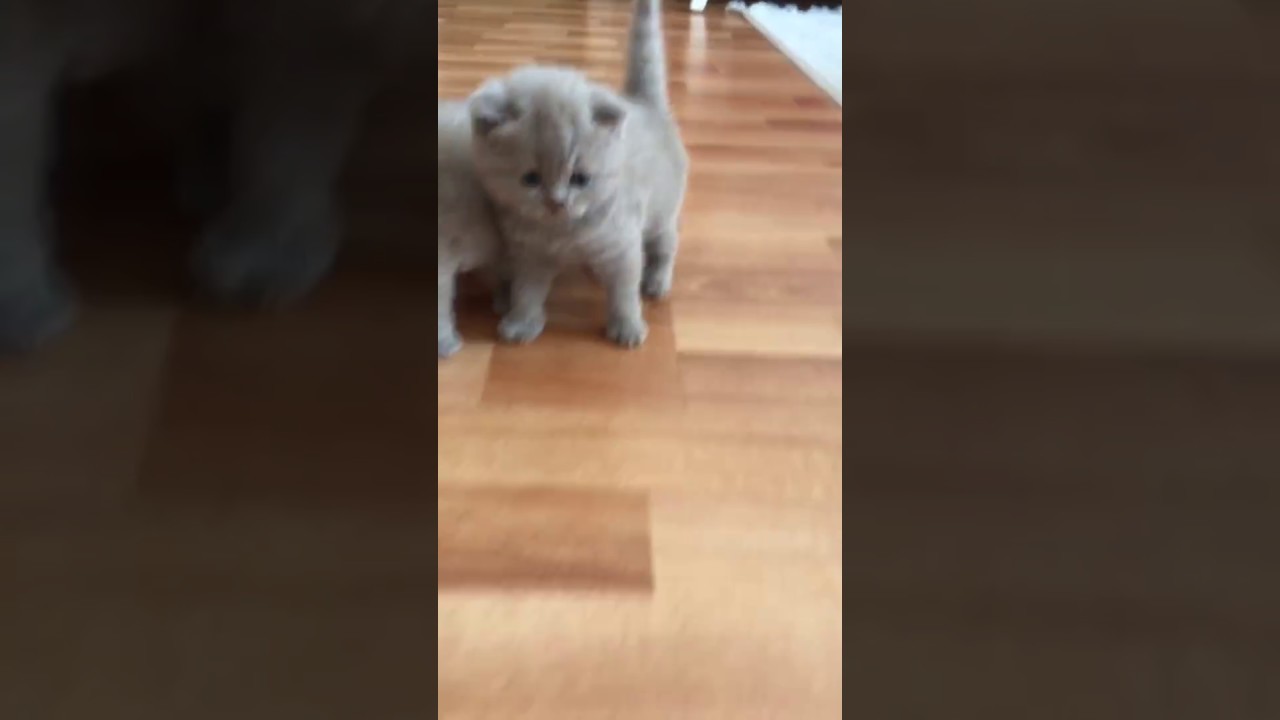 sevimli kedi #cats #kitten #nature #kediler #cat #cat #cat #travel #travel #travel  #trending
