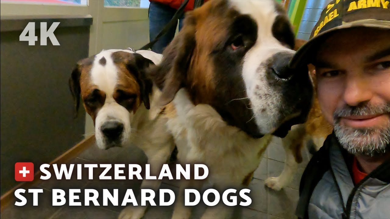 [4K] SAINT BERNARD DOGS - 