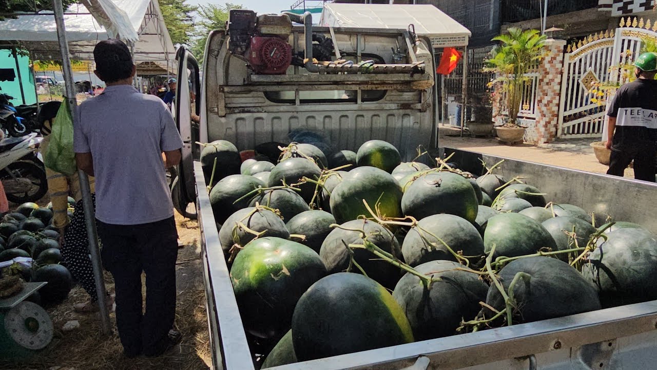 Dưa hấu chưng tết bán rẻ như cho tại chợ hòa long 29 tết