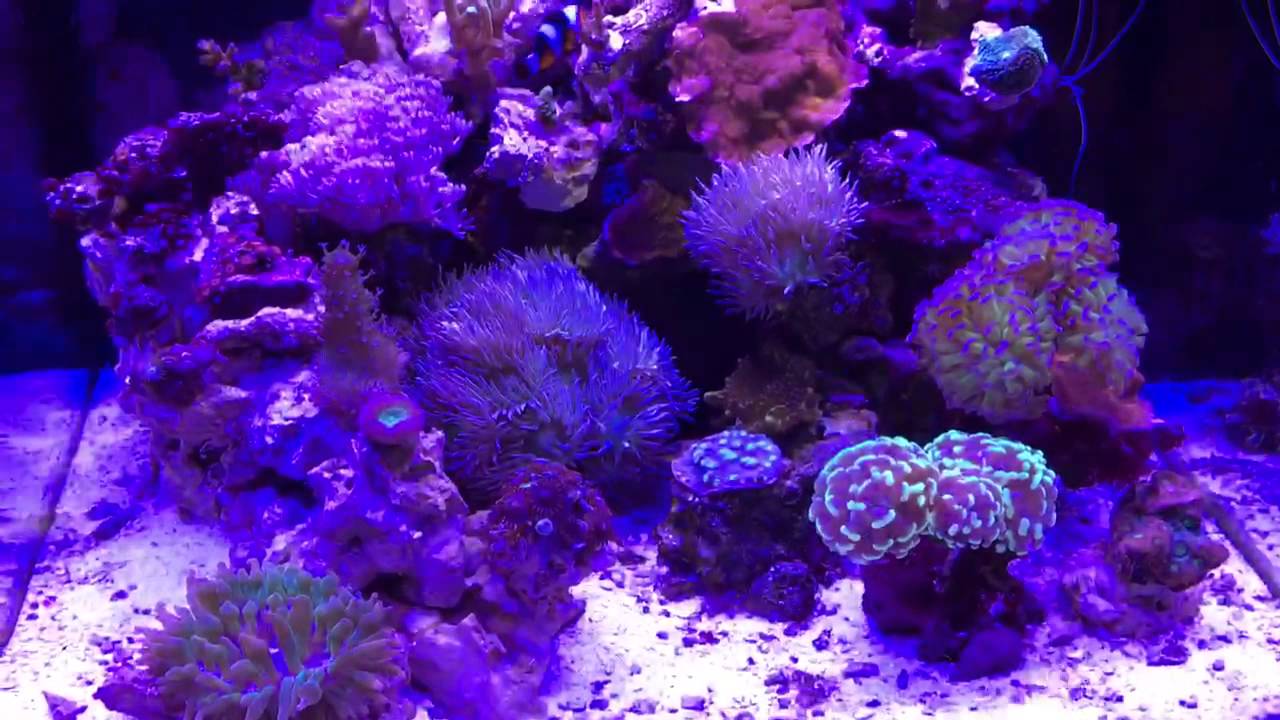 My 14 Gallon Biocube (Corallife Edition)
