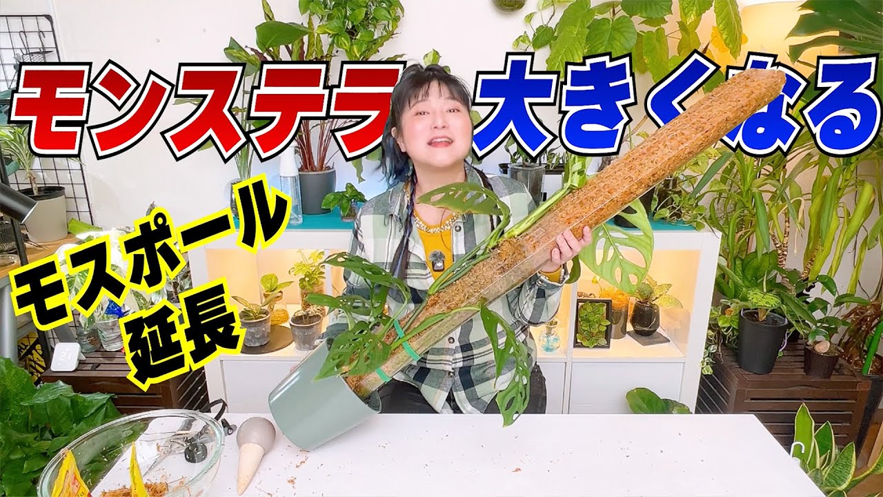 モンステラが大きくなる！ モスポール延長と育て方のコツ🌱エスケレート