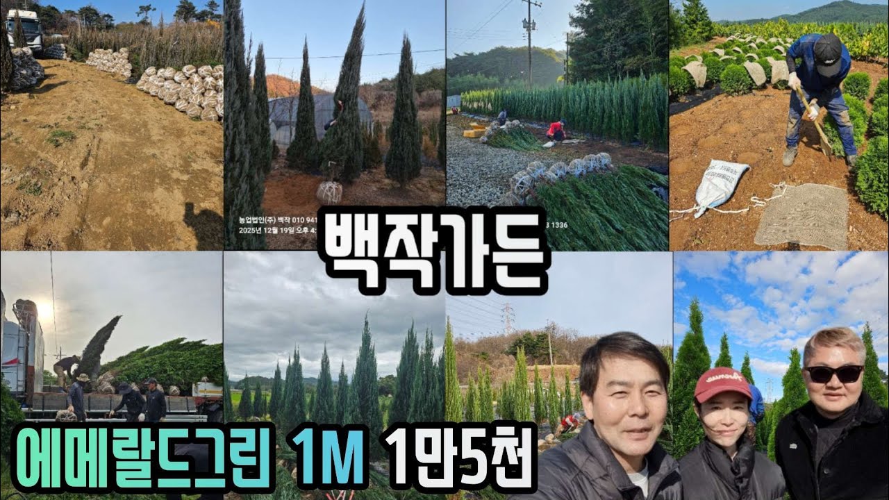 에메랄드그린 1m 1만5천원에 판매 [ 010-4723-1336] #블루엔젤 3m 대량보유