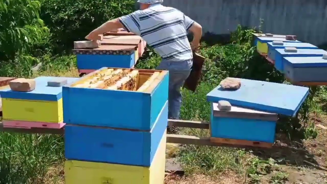 Взяти мед при слабких взятках. Стаціонарна пасіка як взяти мед.