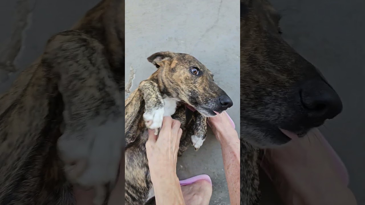 ELES TEM GRATID&Atilde;O.  SENTIMENTOS QUE FALTA A MUITAS PESSOAS. #cachorros #pets #petlover #animals