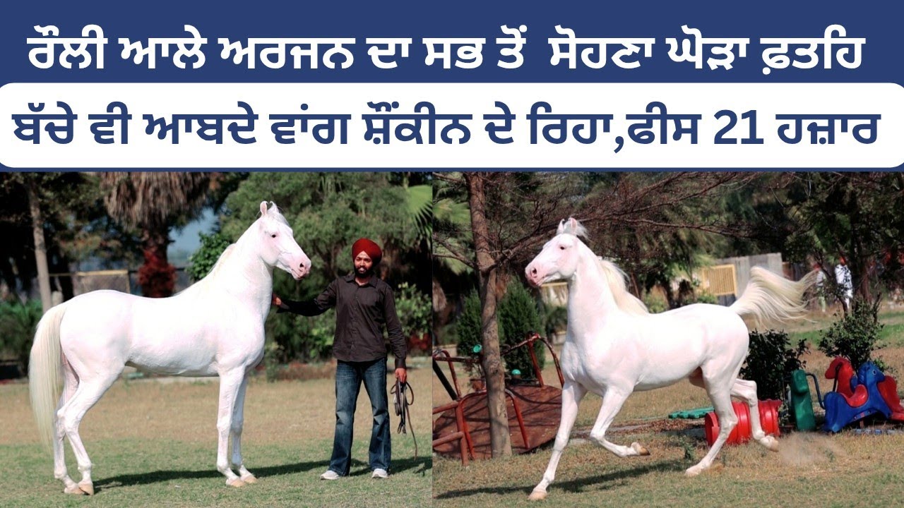 ਰੌਲੀ ਆਲੇ ਅਰਜਨ ਦਾ ਸਭ ਤੋਂ ਸੋਹਣਾ ਘੋੜਾ ਪੱਖੀ ਕਲਾਂ ਆਲਾ ਫਤਹਿ,ਬੱਚੇ ਵੀ ਆਬਦੇ ਵਾਂਗ ਸ਼ੌਂਕੀਨ ਦੇ ਰਿਹਾ,ਫੀਸ 21ਹਜ਼ਾਰ 