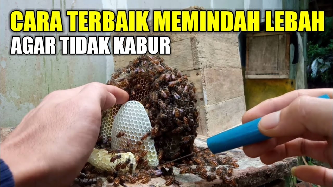 Tehnik dasar untuk yang baru belajar cara budidaya lebah madu dari awal