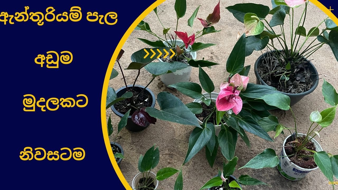 අලවිය සදහා ඇන්තූරියම් පැල Package No 5 | Alaviya Sadaha Anthuriyam Pela | NMLIN | NMLIN