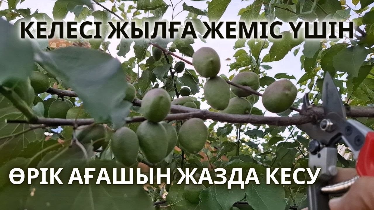 ӨРІК АҒАШЫН ЖАЗДА КЕСУ, келесі жылы мол жеміс алу үшін