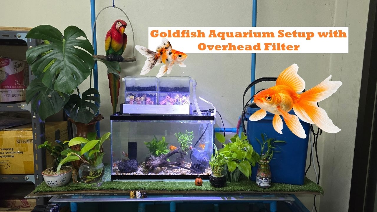 🌱🐠 Goldfish Aquarium Setup with Overhead Filter | Natural Mini Tank Corner ✨🐟
