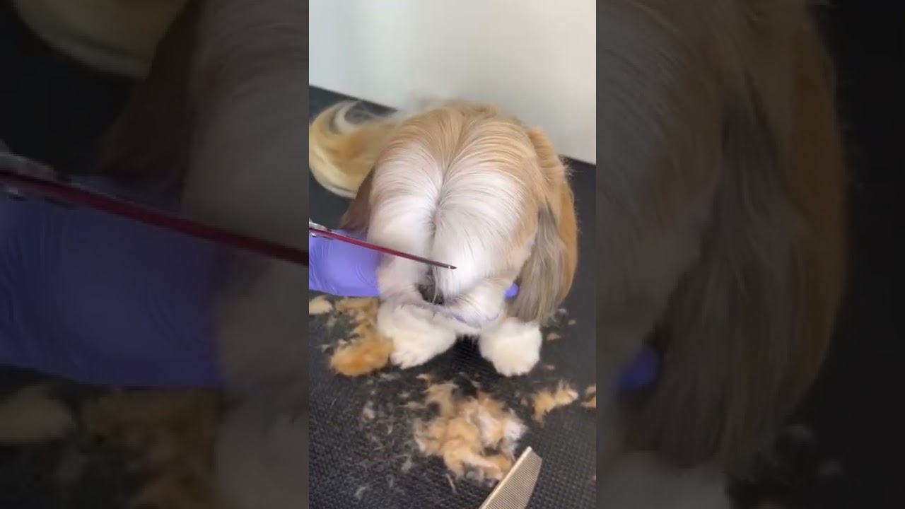 SHIHTZU BANG GROOMING #doggroomingtips #shihtzu #shihtzupuppies