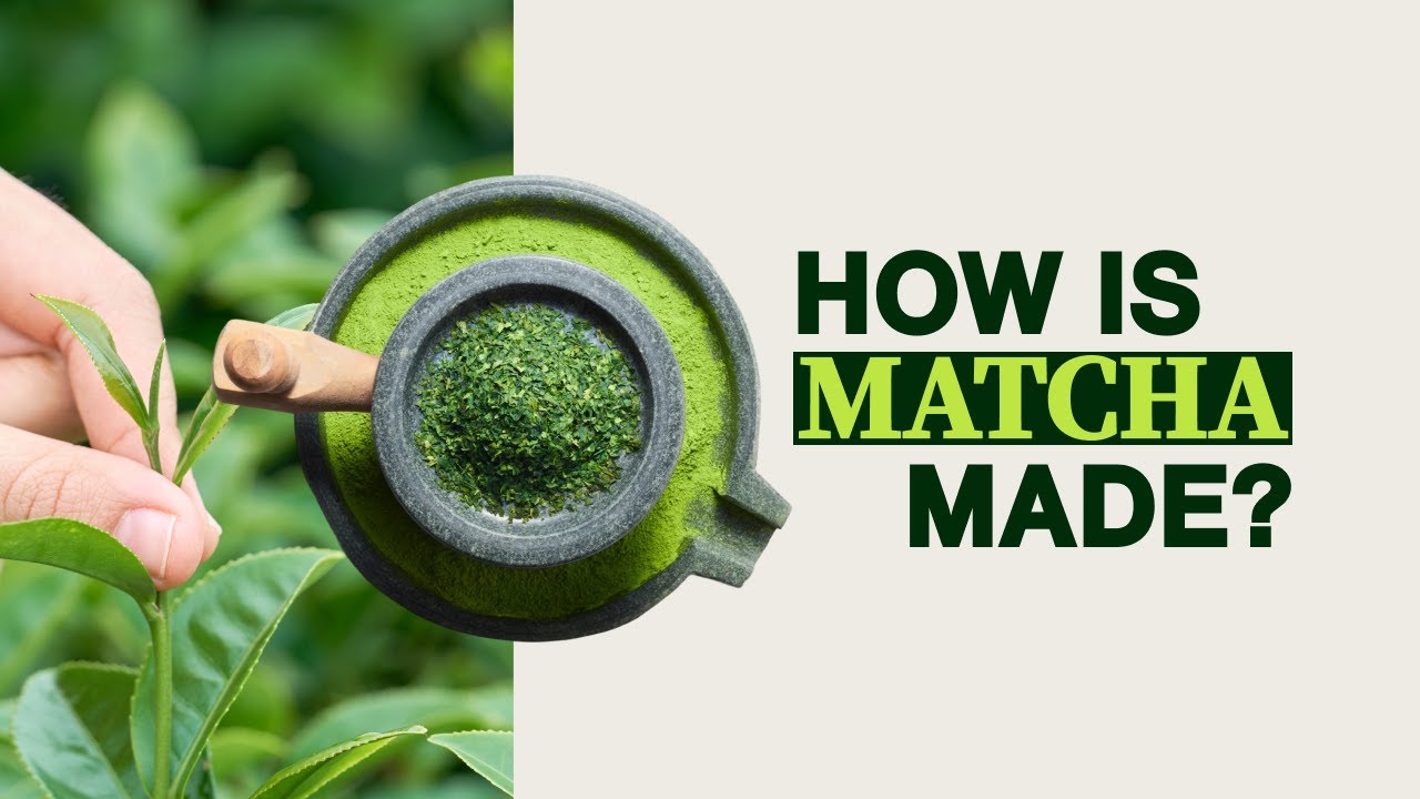 How is Matcha Made? Growing Matcha, Processing Matcha and Grinding Matcha
