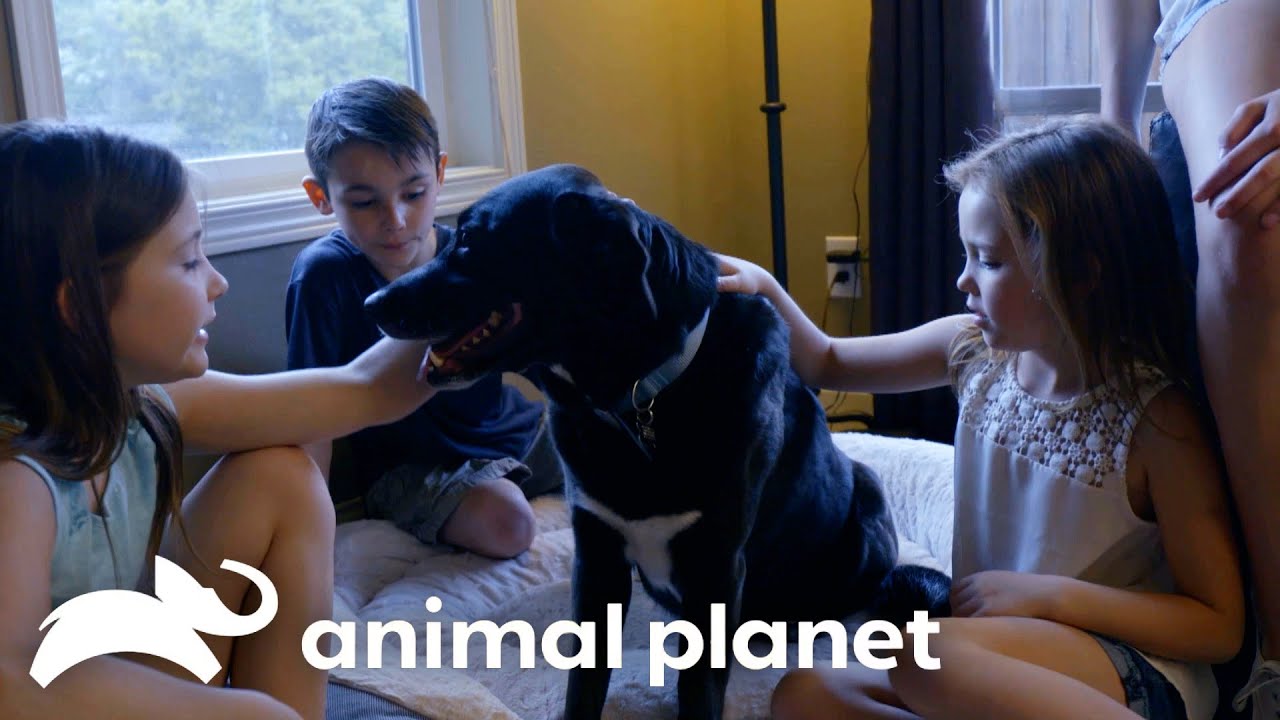 Best and Cutest Adoptions of Season 8! | Pit Bulls and Parolees | Animal Planet