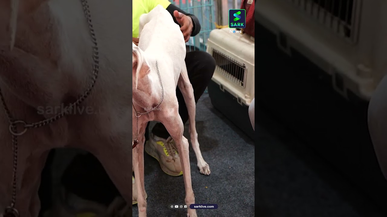 CUTE DOGS MAKEOVER  | Sark News