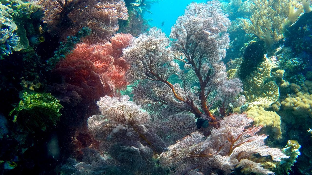 Snorkeling North Sulawesi. Pulisan. Tangkoko National Reserve. Indonesia. June  2017