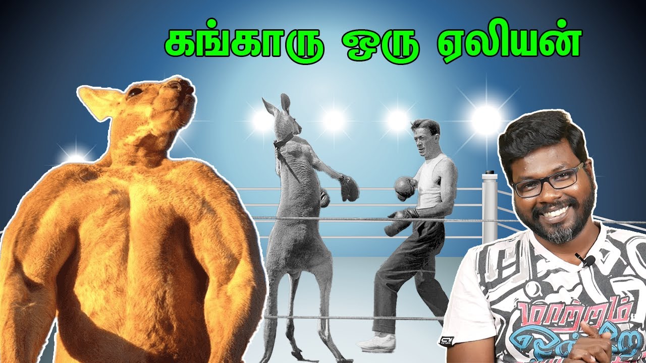 Interesting facts about Kangaroo | கங்காரு பற்றிய அரிய தகவல்கள்|Big Bang Bogan