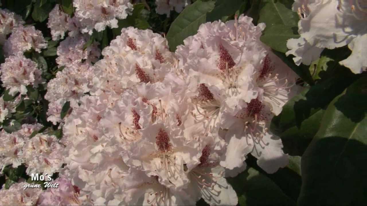 Inkarho Rhododendron