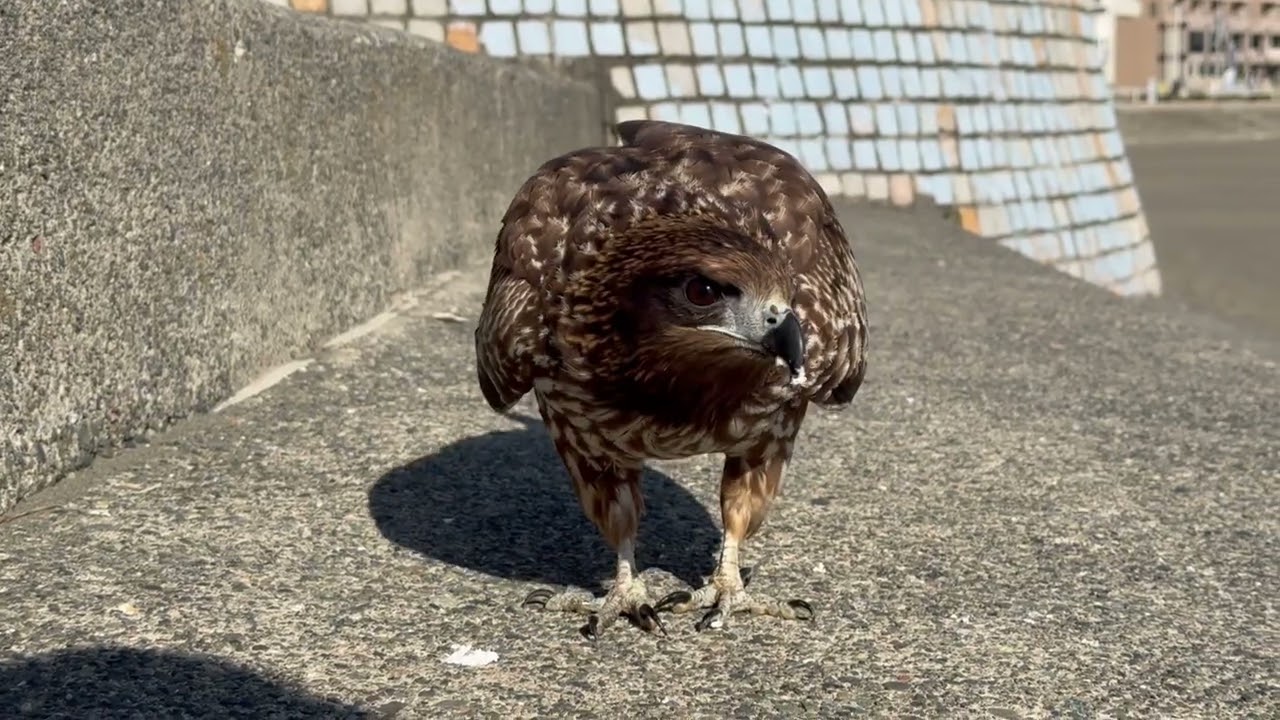 江ノ島のトンビくん