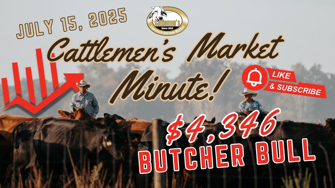 Cattlemen's Market Min | July 29, 2025 |