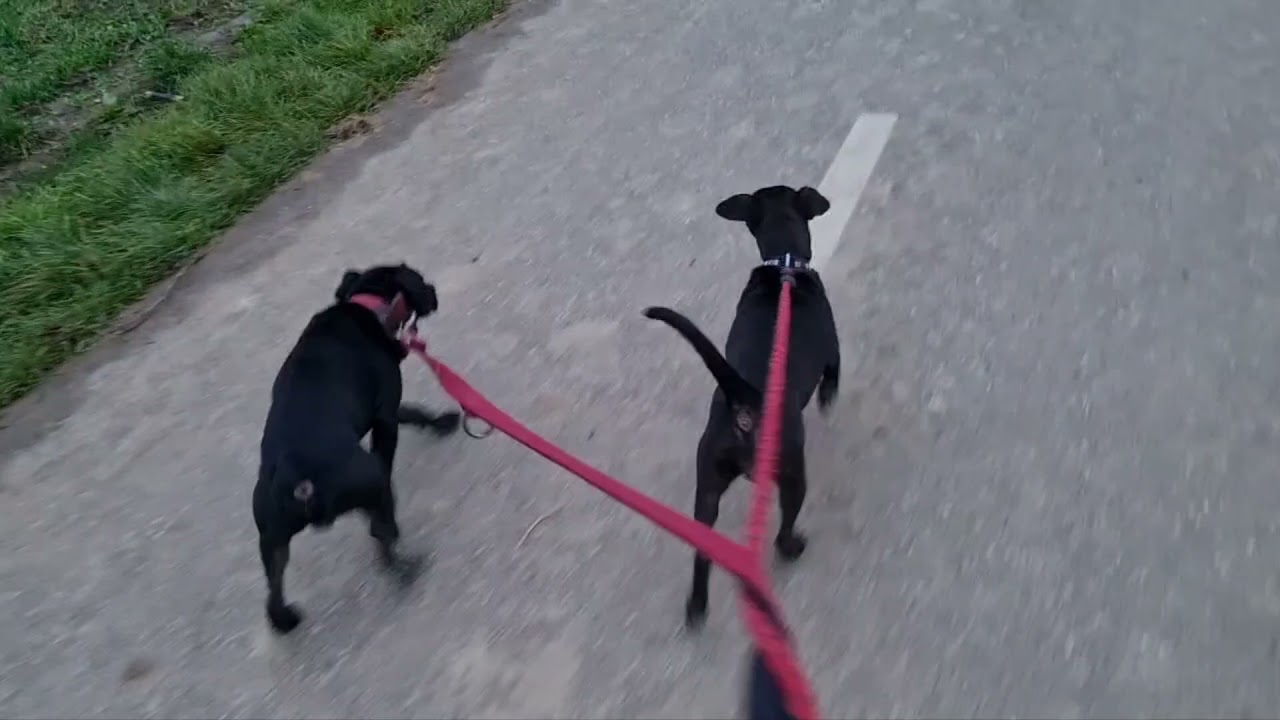 1. PANDIKONA DOG a.k.a. Indian Doberman Vs. 9. Bakharwal Dog Mastiff