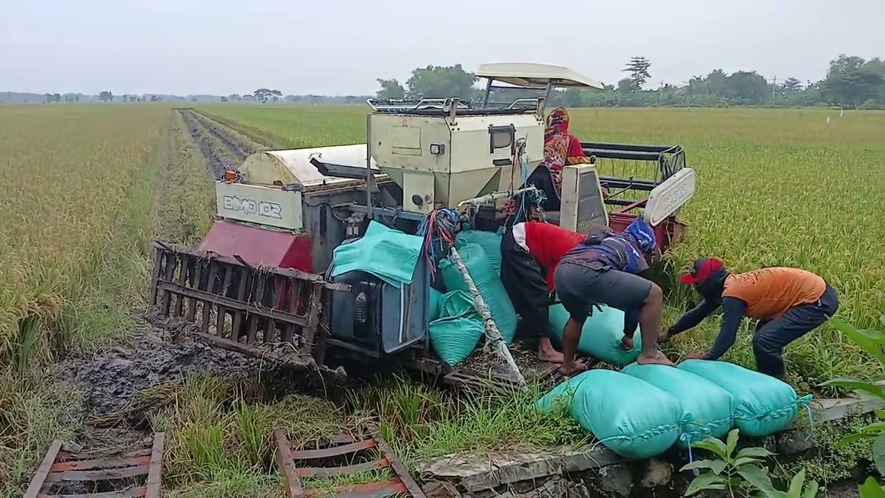 Kombi sawah maxi bimo perontok padi traktor#mesinpopuler #perontokpadi#panenpadi