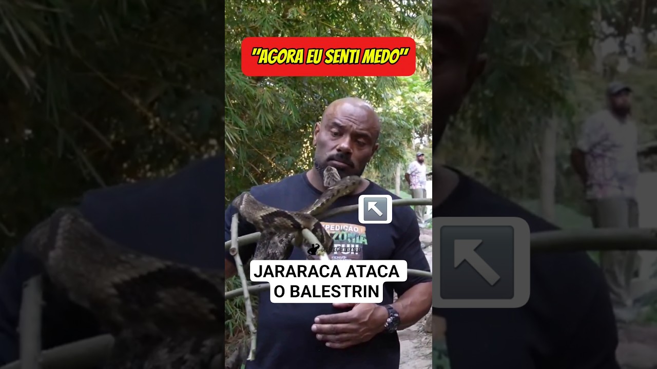 Balestrin foi atacado por uma jararaca. #juliobalestrin #richardrasmussen #cobra #jararaca
