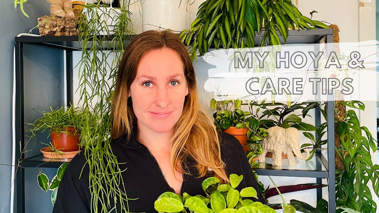 HOYA PLANT CARE & COLLECTION:tips to keep your Hoya happy.