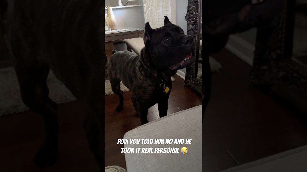 #canecorso