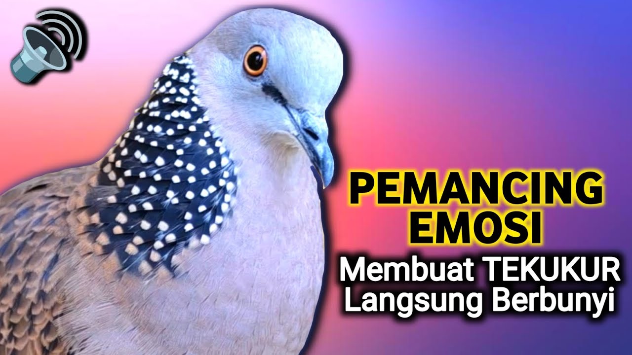 SUARA DERKUKU GACOR Khusus Untuk Pancingan Tekukur Agar Cepat Bunyi