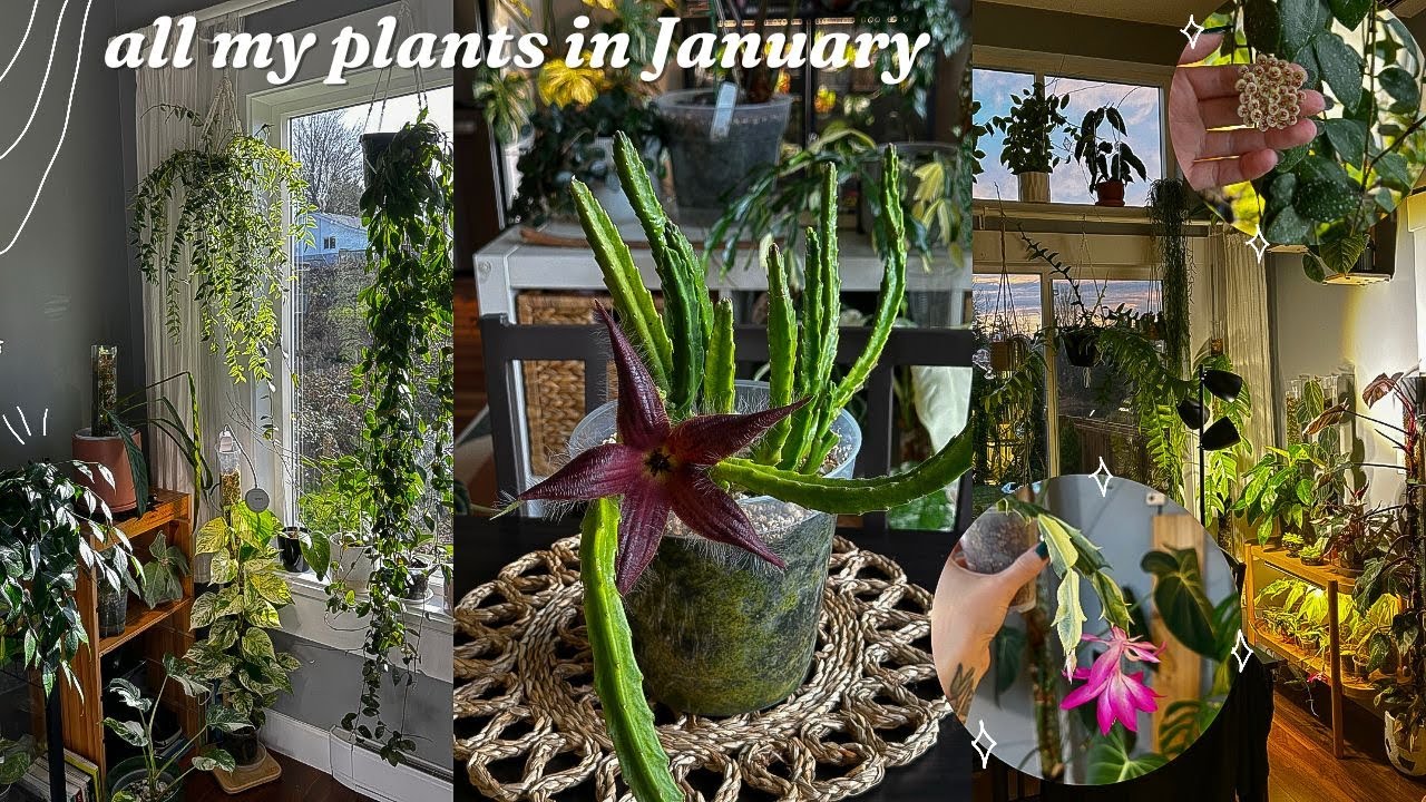 first houseplant walk through of 2025 🌿 it's winter but they are thriving!