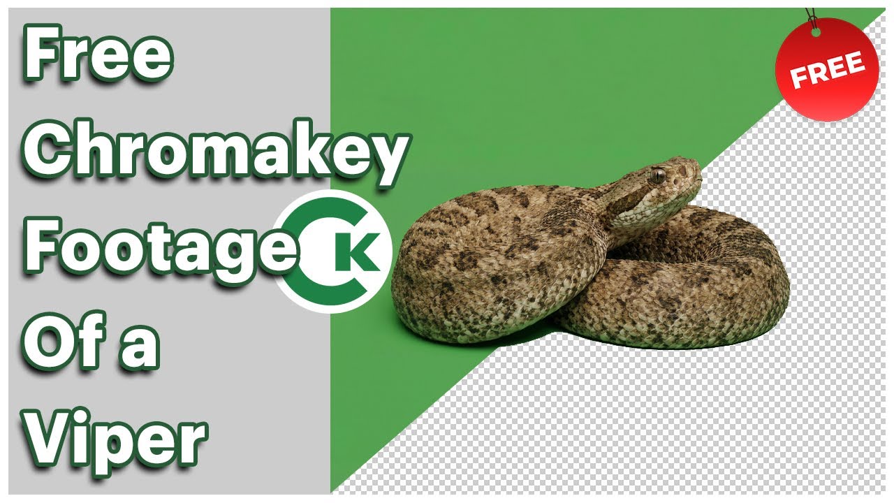 Free Viper Green Screen Footage | Snake Chroma Key Video