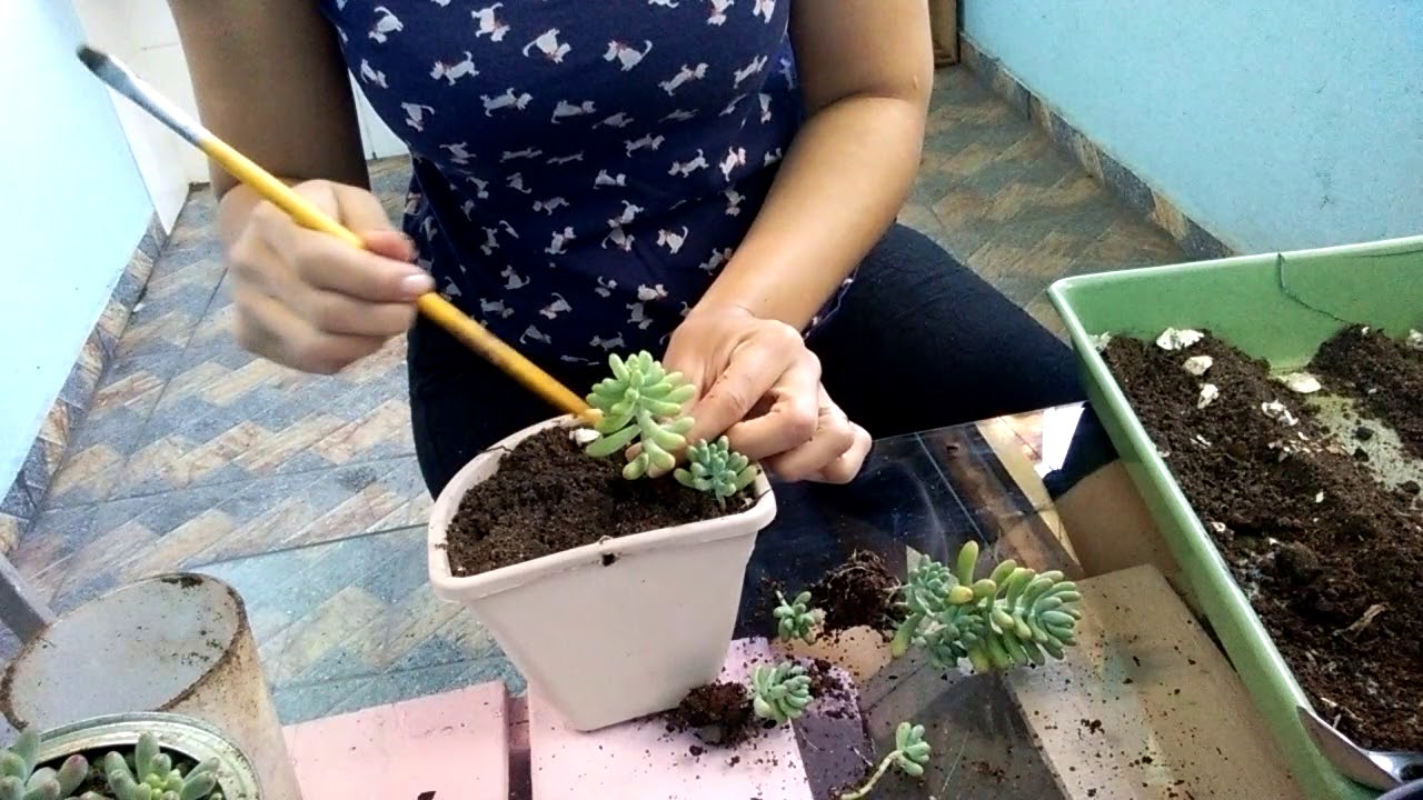 MEU SEDUM PACHYPHYLLUM