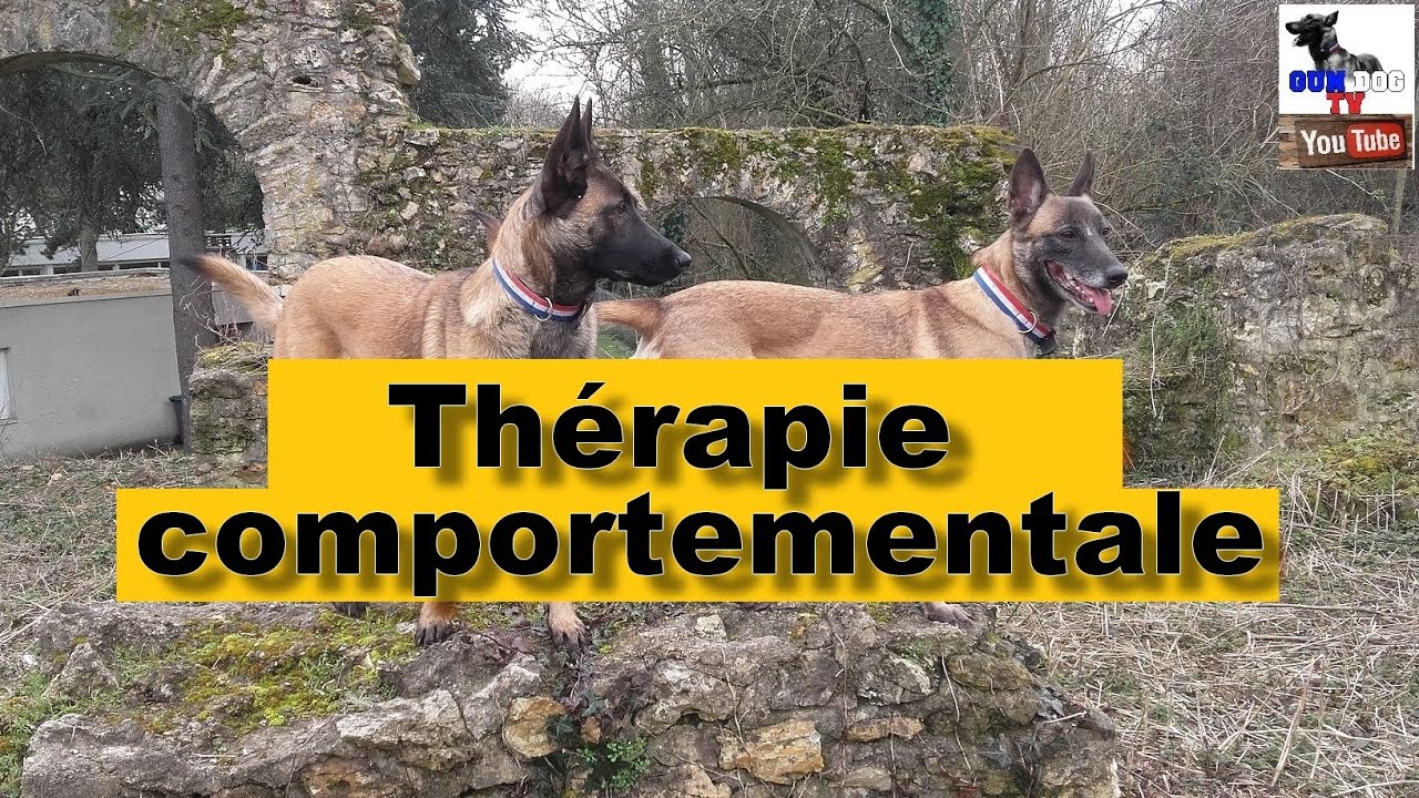 L’agressivité - Thérapie- comportementale