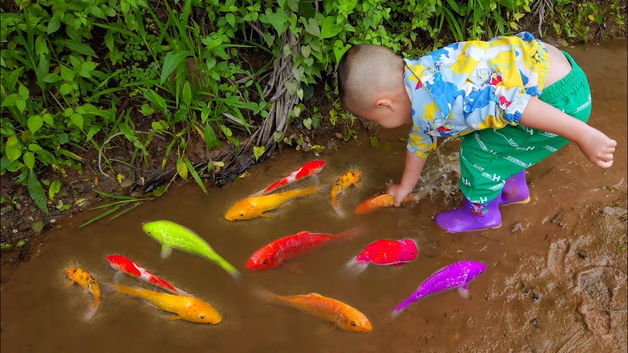 Em ổi bắt những chú cá cảnh đầy màu sắc đáng kinh ngạc trong ao nhỏ, cá vàng, rùa con, cá Koi