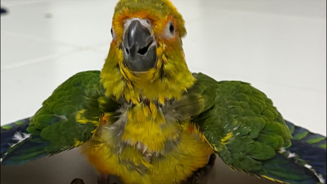 SUN CONURE LIVE EATING