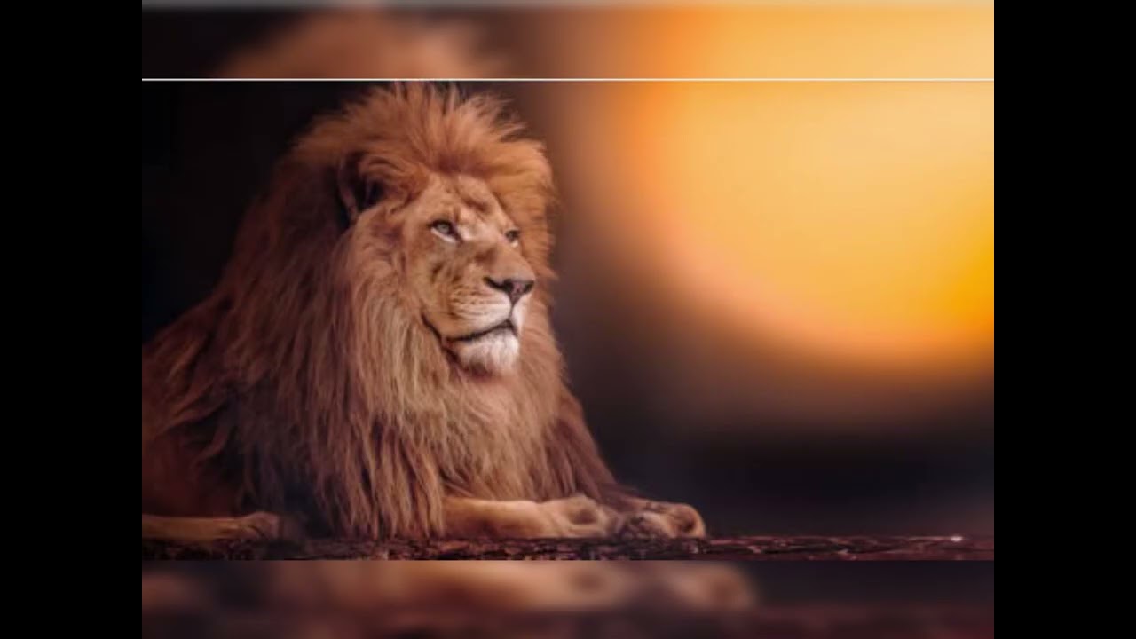 Calm an The Lion's Dream  Songs of rivers.Road to the ocean