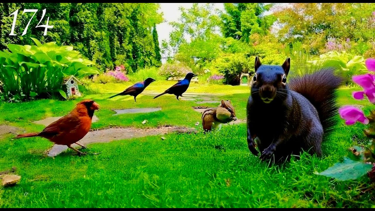Cat TV: Chipmunks, Birds and Squirrels in a Beautiful Garden. 4K. Episode 174