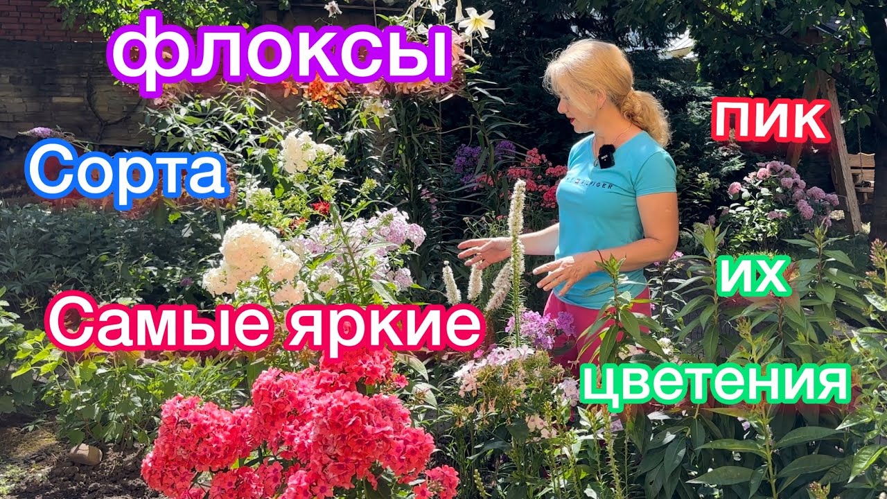 сорта моих очень красивых флоксов,пик цветения