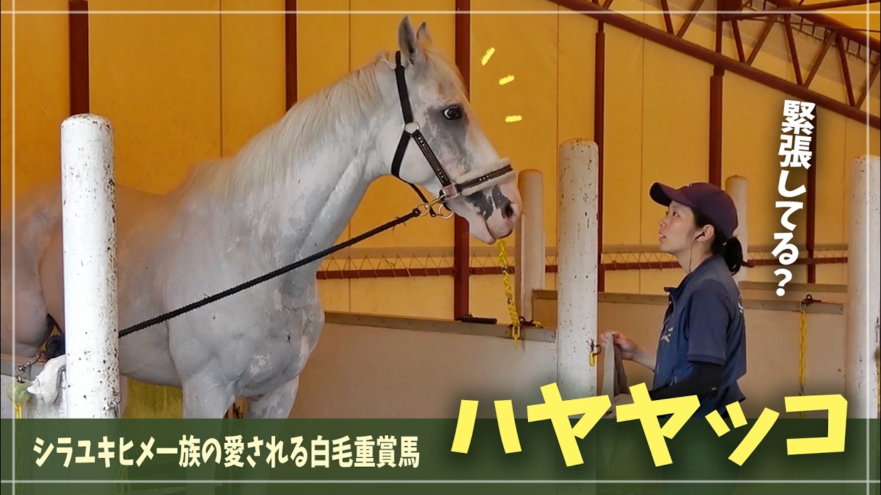 【ハヤヤッコ】競馬場に会いに行くほど大好きだった「最高の推し馬」に会ってきた！