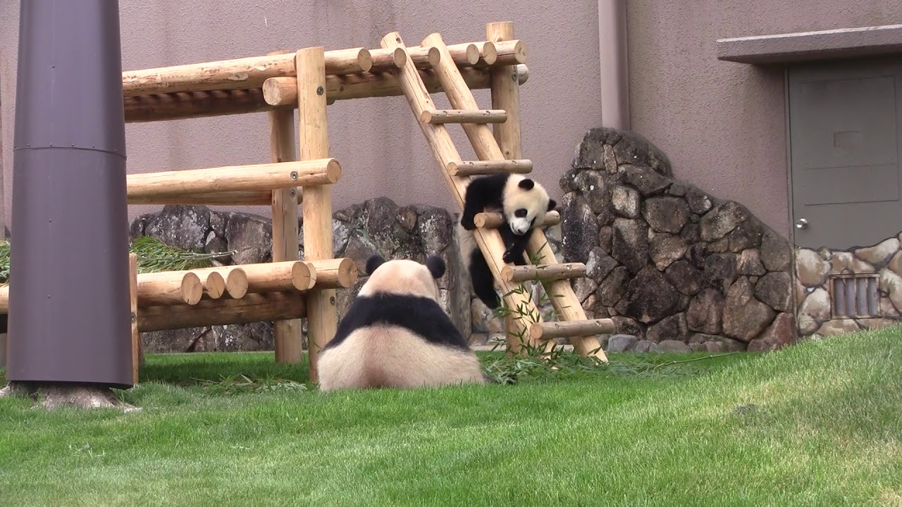 #2-5 April 2019 Saihin and Rauhin at Adventure world, Japan