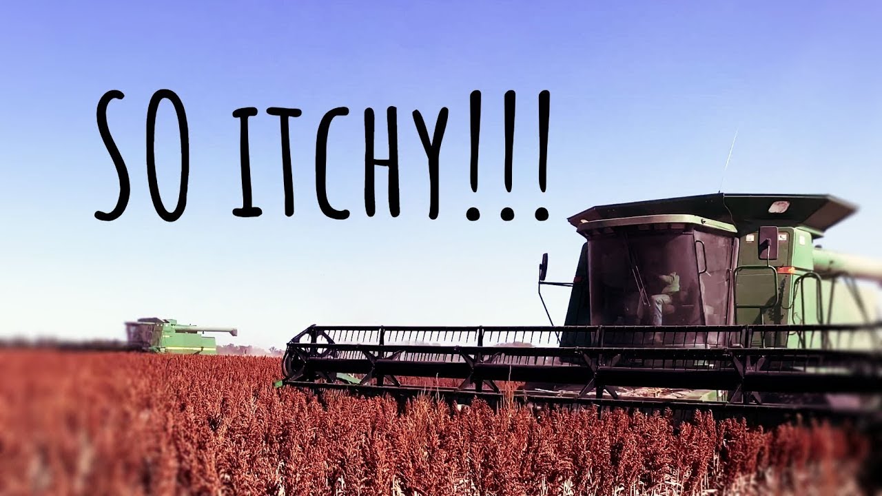 What Is This RED ITCHY STUFF? (2019 Milo Harvest)