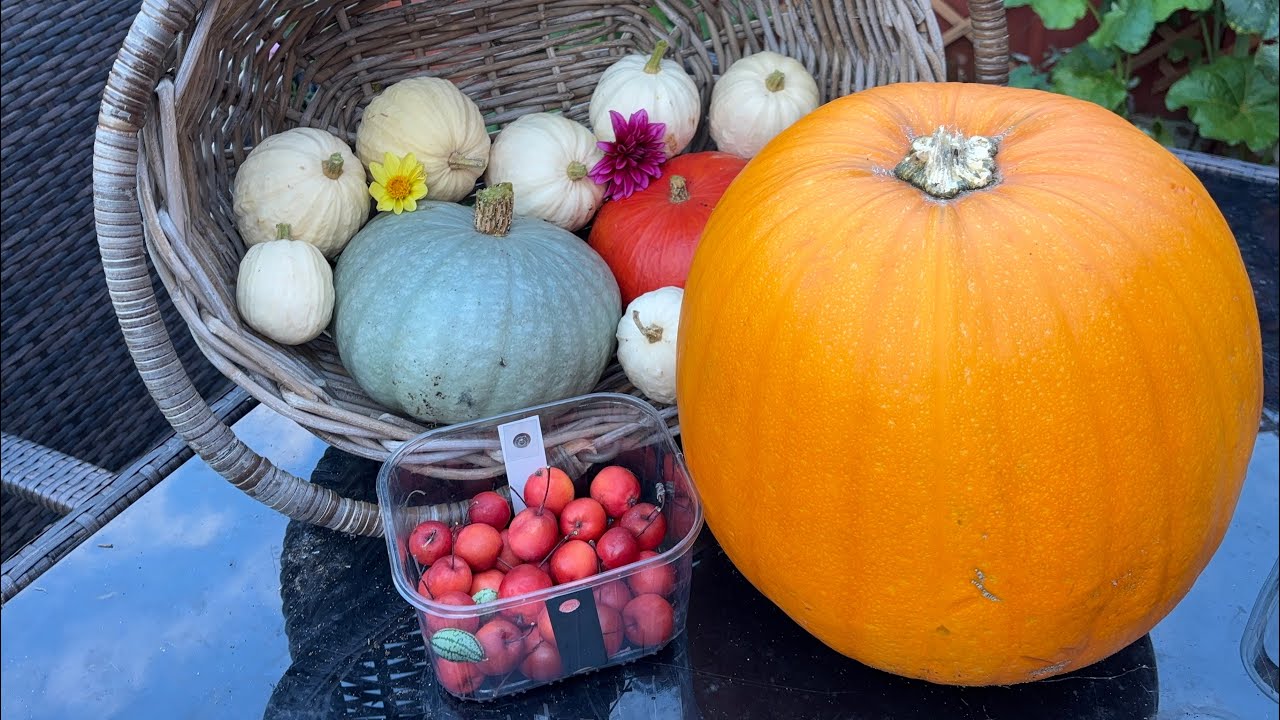 Pumpkin 🎃 and apple 🍎 harvest!! #garden 
