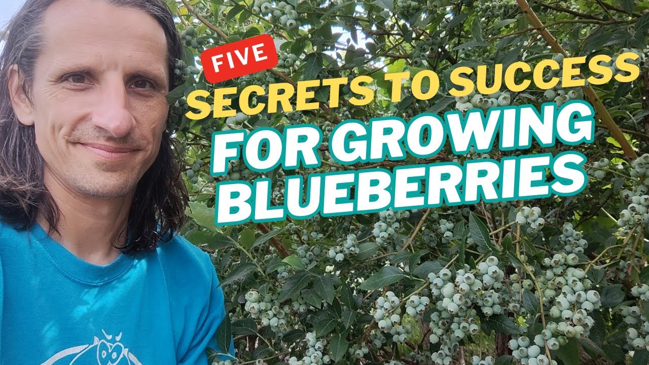 Top 5 blueberry growing tips.  Learn from my mistakes!