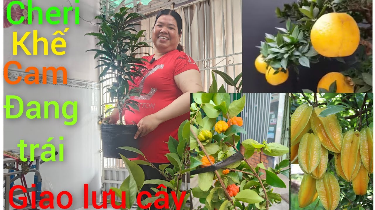 Ngày 20/3 Hồng cây ăn trái giao lưu các loại cây giá rẻ đang trái cam mỹ,chanh, lekima, mít 