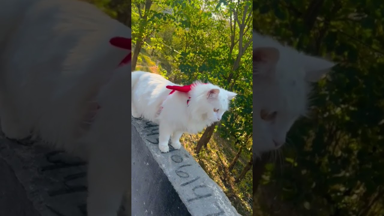 Beautiful 🐈 baby #viralshort #birdsplanet