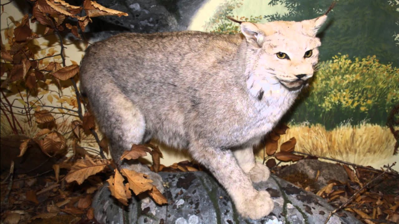 Visite Virtuelle   Musée d'histoire naturelle à Halifax