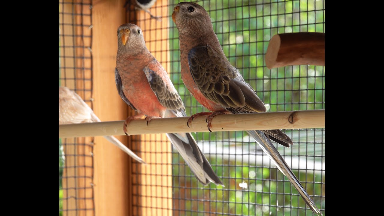 My Aviary part 4, Mijn Volière, New Birds, Nieuwe Vogels,Bourkes parakeetes,black-faced munia