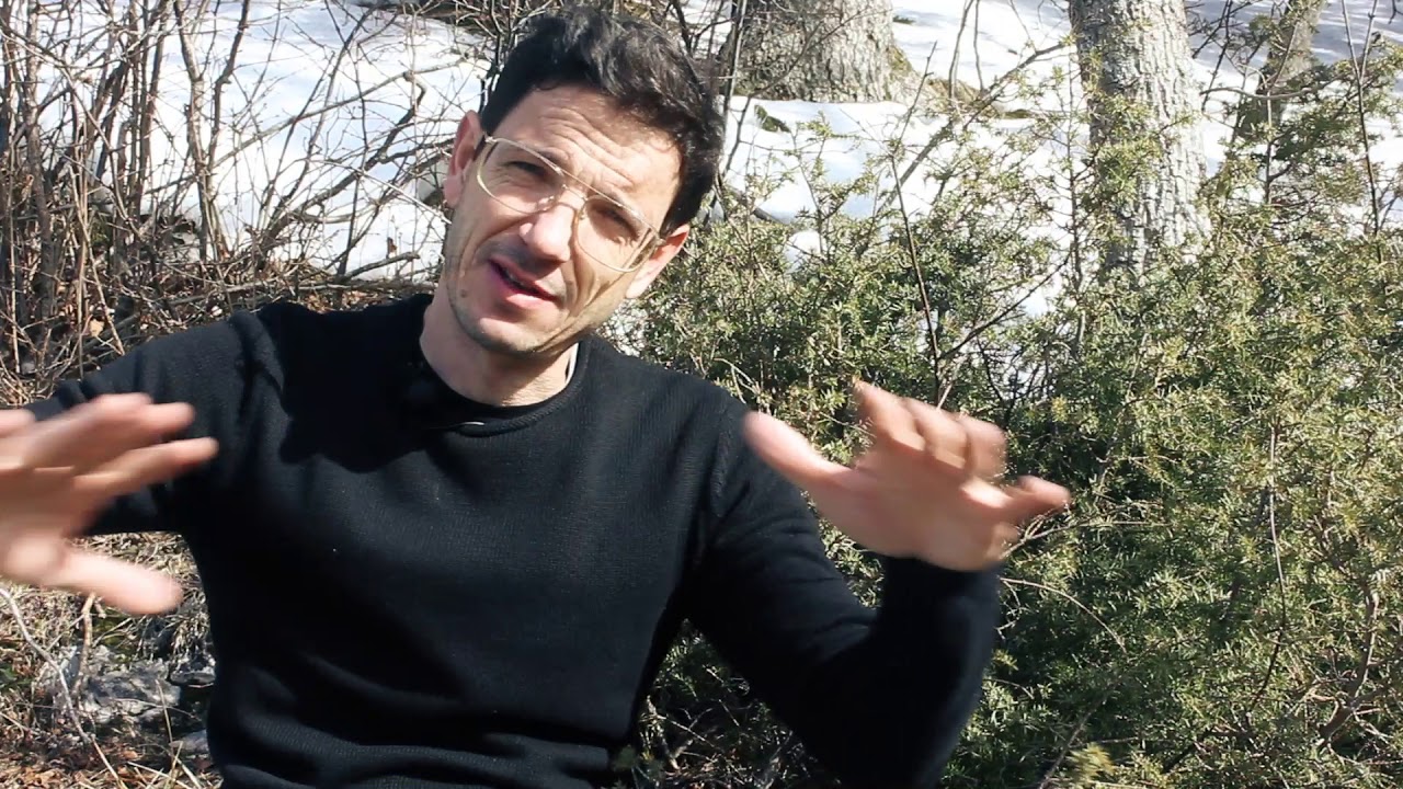 Wacholder - Heimische Sträucher, Juniperus communis