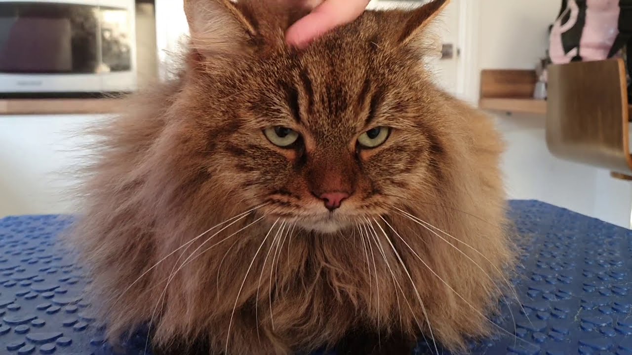 Siberian Forest Cat Being Groomed